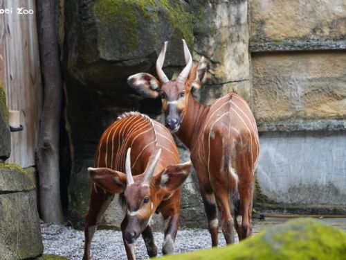 臺北市立動物園歡慶建園111周年，跨海藝術與保育同行「野性再現」再掀感動浪潮